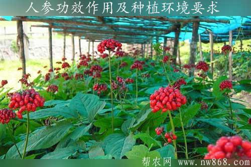 人参的功效与作用是什么？人参种植对环境有哪些要求