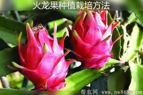 火龙果的功效与作用|火龙果种植栽培方法www.nw868.com