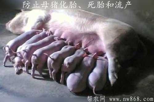 母猪配种及管理
