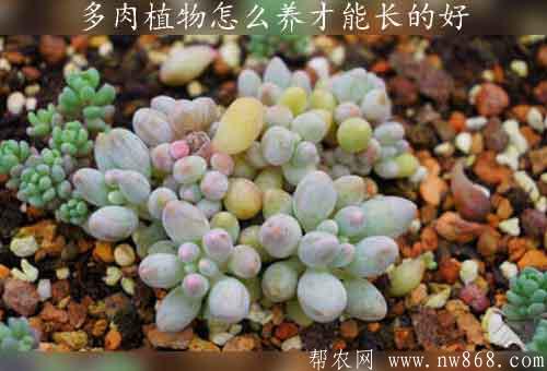 多肉植物怎么养