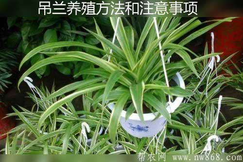 吊兰怎么养才能长的更旺盛？养殖方法和注意事项有哪些www.nw868.com