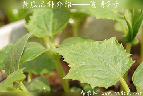 黄瓜品种介绍——夏青2号