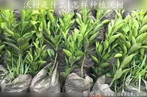 沃柑是什么|怎样种植沃柑www.nw868.com