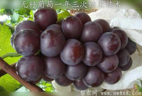 无籽葡萄一年三次结果技术