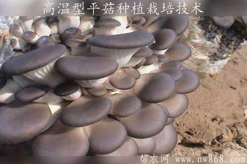高温型平菇种植栽培技术