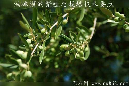 油橄榄的繁殖与栽培技术要点