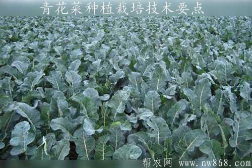 青花菜种植栽培技术要点