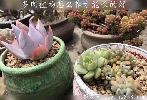 多肉植物怎么养