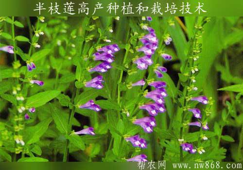 半枝莲高产种植和栽培技术