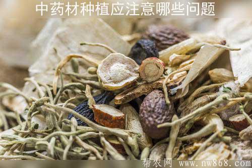 中药材种植生产过程中应注意哪些问题？