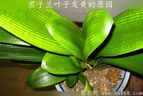 君子兰叶子发黄的原因和防治方法