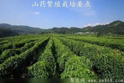 山药的功效与作用|山药繁殖栽培要点