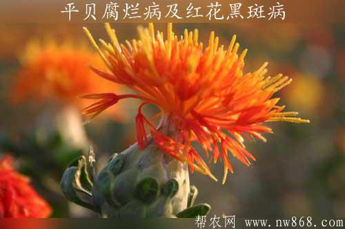 种植与防病：平贝腐烂病及红花黑斑病
