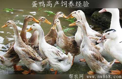 蛋鸭养殖——蛋鸭高产饲养经验