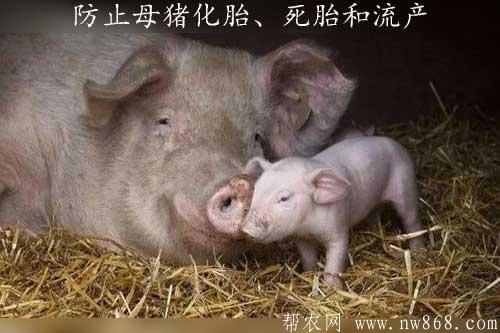 母猪配种及管理——防止母猪化胎、死胎和流产