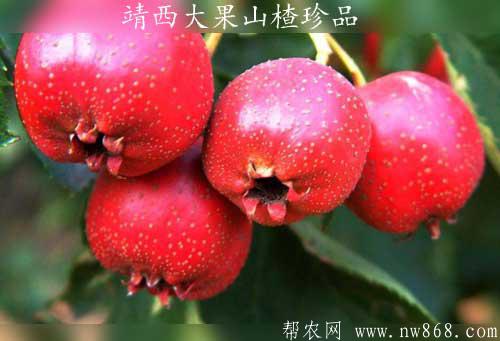 山楂的功效与作用|靖西大果山楂珍品