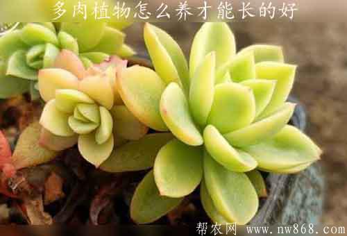 多肉植物怎么养才能长的好？用什么土最好