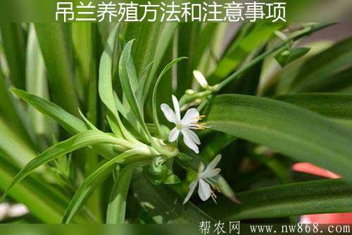 吊兰怎么养才能长的更旺盛？养殖方法和注意事项有哪些