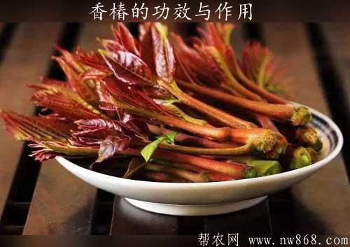 香椿的功效与作用|食用香椿有哪些禁忌
