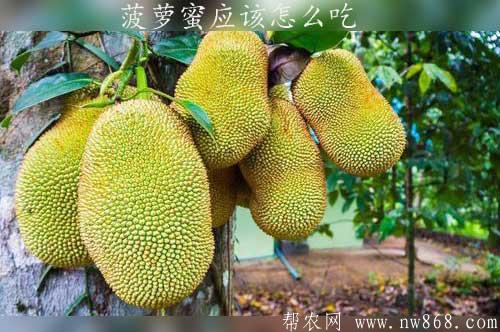 菠萝蜜的功效是什么|菠萝蜜应该怎么吃