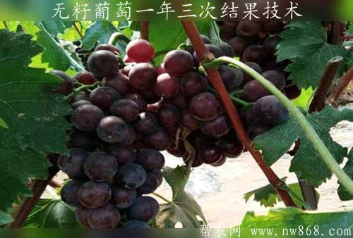 无籽葡萄一年三次结果技术
