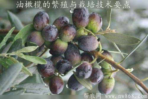 油橄榄的繁殖与栽培技术要点