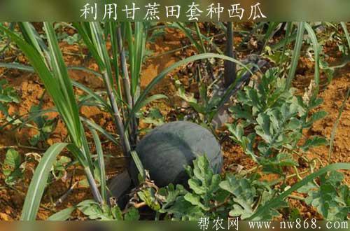 利用甘蔗田套种西瓜增值方法