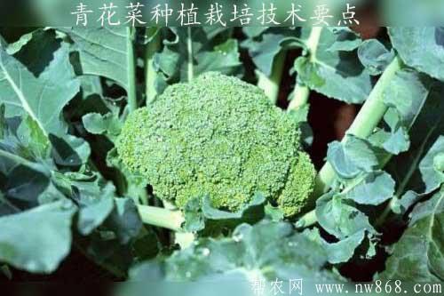 青花菜种植栽培技术要点