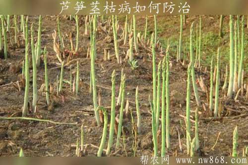 芦笋茎枯病如何防治？用什么药最好