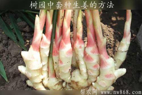 生姜种植技术