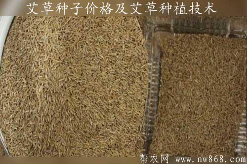 艾草种子价格|艾草种植技术