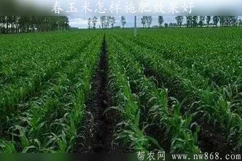 春玉米怎样施肥效果好