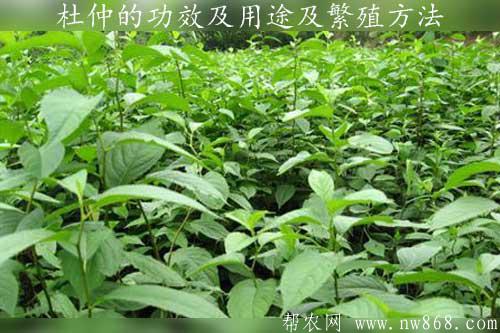 杜仲的功效及用途|杜仲育苗繁殖方法www.nw868.com