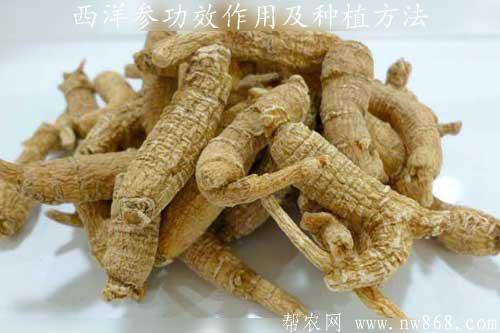 西洋参的功效与作用及种植方法