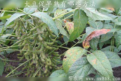 大豆促早熟有哪些方法