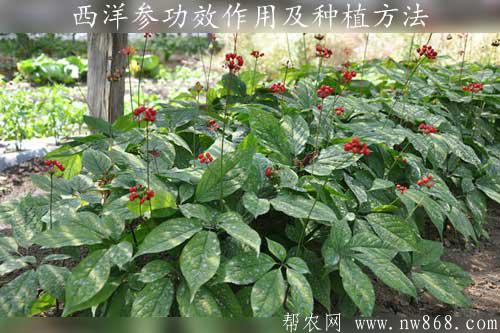 西洋参的功效与作用及种植方法