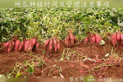 地瓜种植时间及管理注意事项