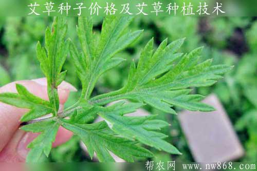 艾草种子价格|艾草种植技术