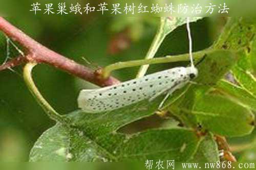苹果巢蛾和苹果树红蜘蛛防治方法