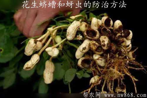花生蛴螬和蚜虫的防治​方法