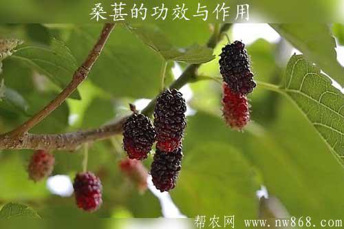 桑葚的功效与作用|桑葚的营养价值