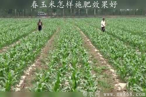 春玉米怎样施肥效果好