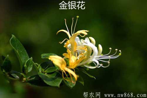 金银花的功效与作用及种植收获过程