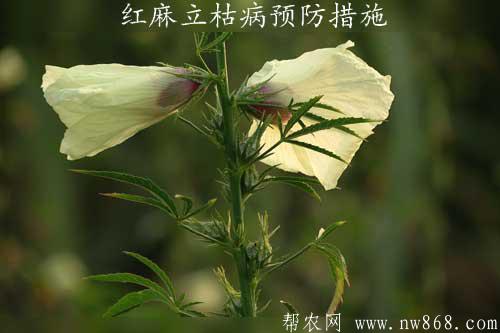 红麻立枯病预防措施
