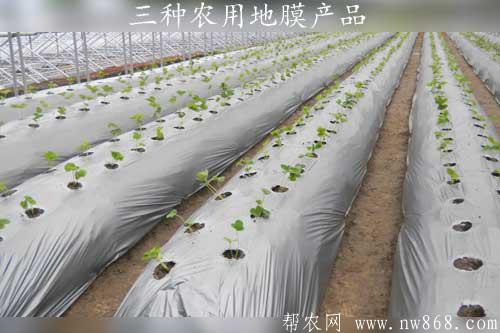 介绍三种农用地膜产品