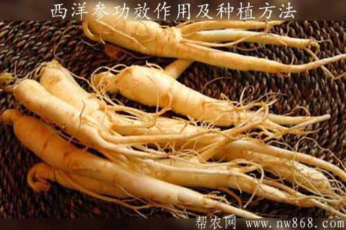西洋参的功效与作用及种植方法