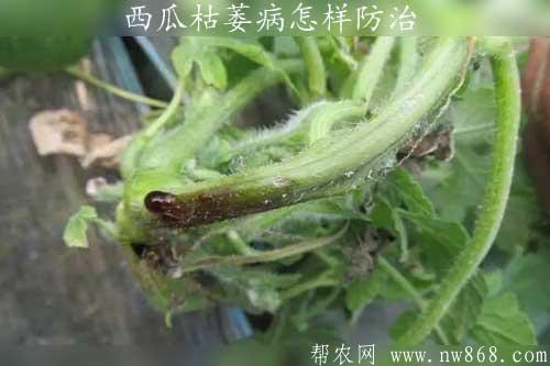 西瓜枯萎病怎样防治
