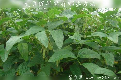 大豆促早熟有哪些方法