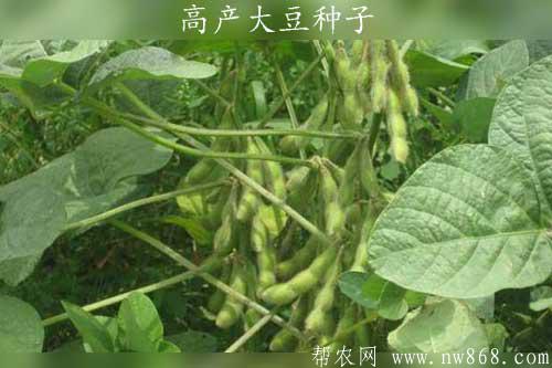 【良种介绍】四种高产大豆种子