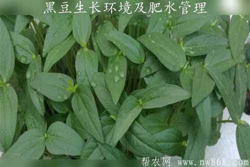 黑豆生长环境及肥水管理